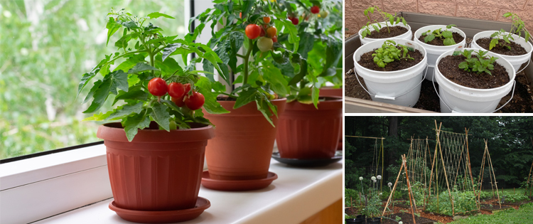 How to Grow Vegetables in Small Spaces