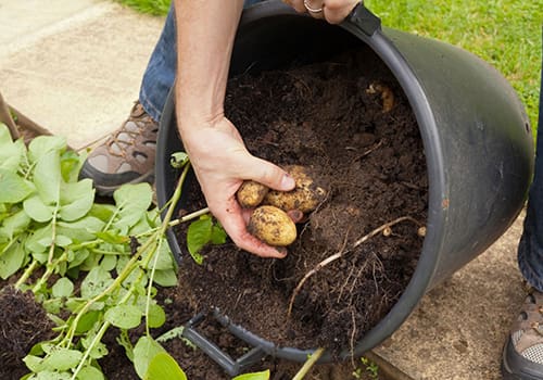 Strange Ways To Grow Potatoes In A Tiny Space - Self Sufficient Projects