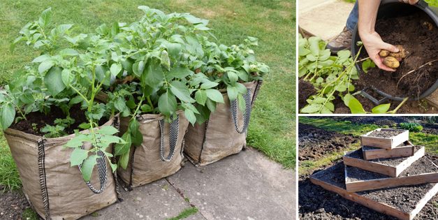 Strange Ways to Grow Potatoes In a Tiny Space