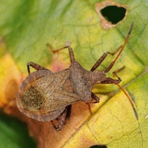 If You See These Bugs In Your Garden, Get Rid Of Them Immediately!