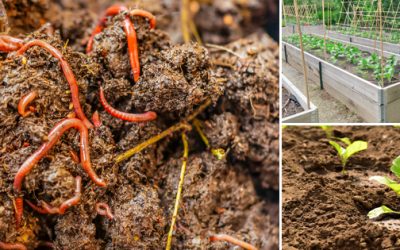 How To Fix Clay Or Sandy Garden Soil