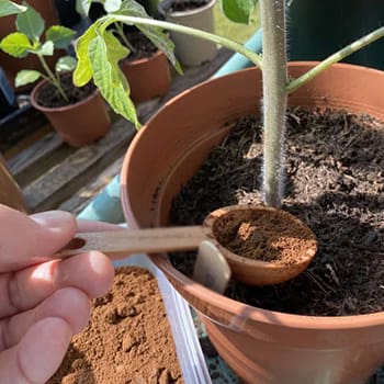 What Happens If You Spread Coffee Grounds In Your Garden - coffee on soil