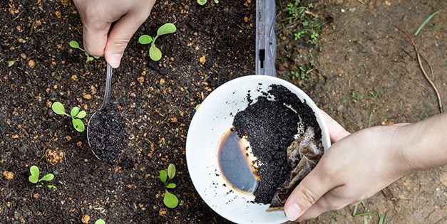What Happens If You Spread Coffee Grounds In Your Garden