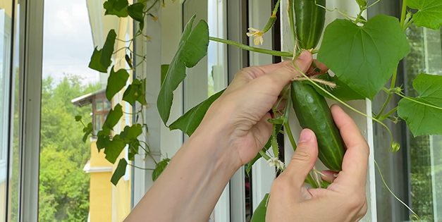 Can You Plant a Grocery Store Cucumber?