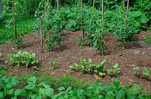 Image of Amish Companion Planting