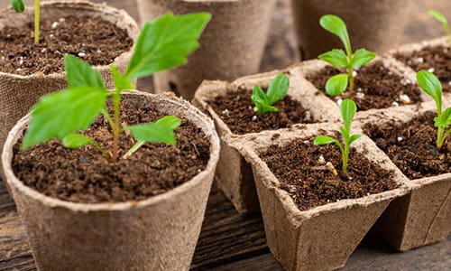 DIY Seed Starter Pots