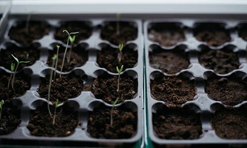 DIY Seed Starter Pots