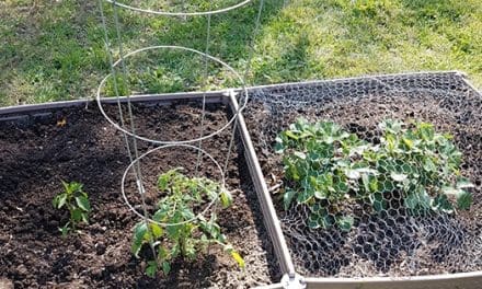 DIY Tomato Cage