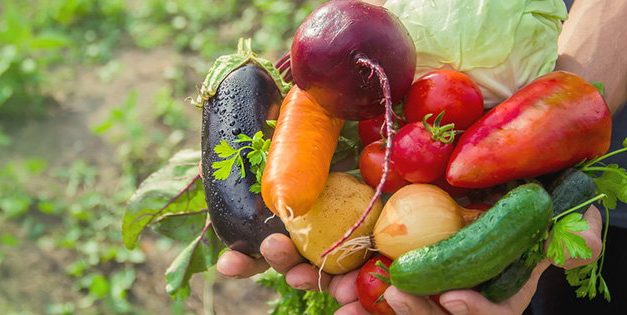 5 Amish Gardening Techniques You Should Know