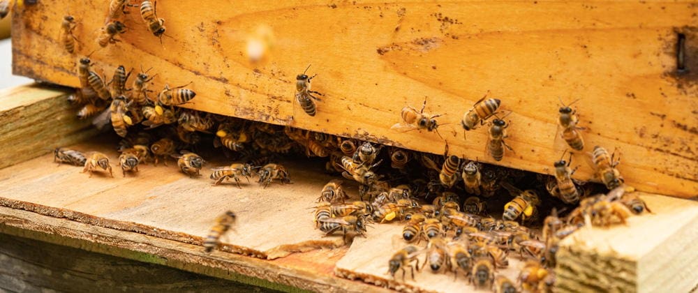 What Happens If You Place A Beehive In Your Backyard - Self Sufficient ...