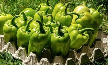 Foods You’ve Been Storing Wrong Your Whole Life
