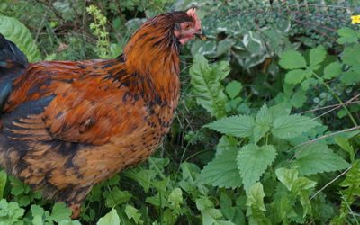 These 9 Common Garden Plants Are Toxic To Chickens