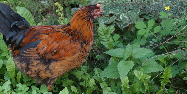 These 9 Common Garden Plants Are Toxic To Chickens