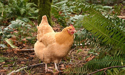 plants toxic to chickens