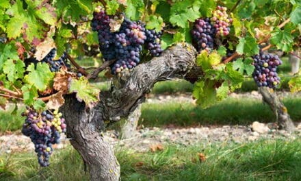 How To Sprout Seeds To Have Fruit Trees