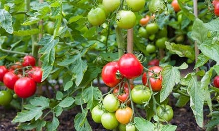 10 Tomato Growing Tips For Beginners