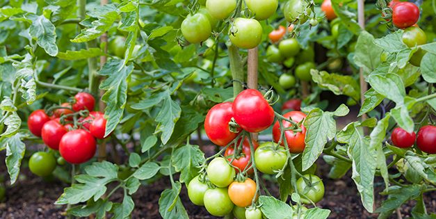 10 Tomato Growing Tips For Beginners