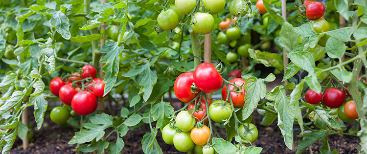 10 Tomato Growing Tips For Beginners