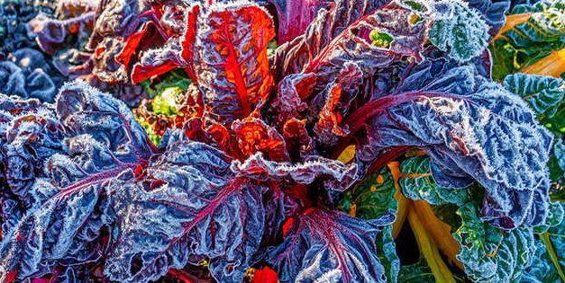 10 Things To Plant In The Fall To Harvest In The Dead Of Winter