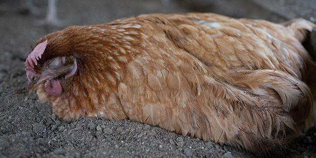Recognizing And Treating Common Chicken Diseases