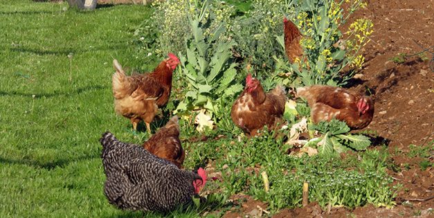 Chicken Friendly Plants To Have In Your Homestead