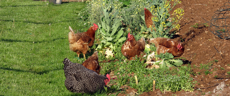 Chicken Friendly Plants To Have In Your Homestead