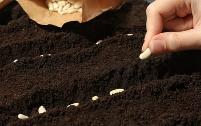 How To Harvest Seeds From Plants You Are Already Growing