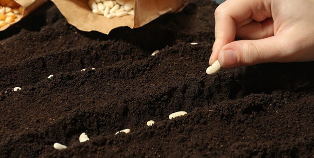 How To Harvest Seeds From Plants You Are Already Growing