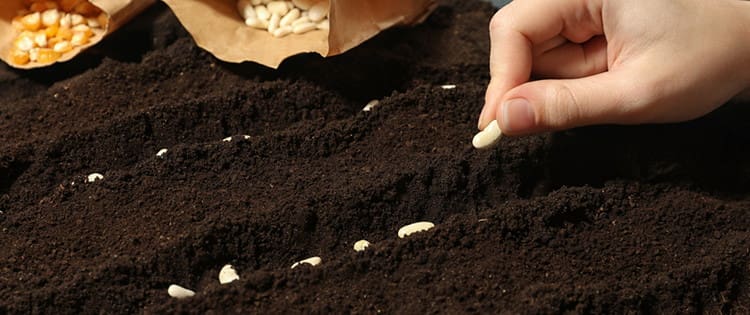 how-to-harvest-seeds-from-plants-you-are-already-growing