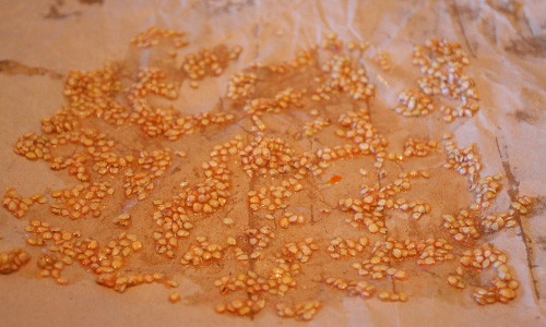 harvest seeds from plants