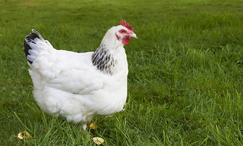 top egg laying chicken breds