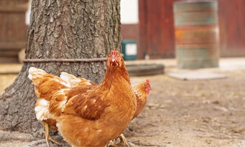 Top 6 Best Egg Laying Chicken Breeds Self Sufficient Projects