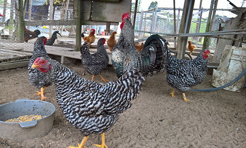 top egg laying chicken breeds
