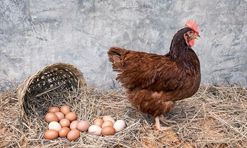 top egg laying chicken breeds