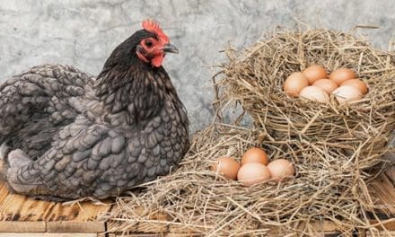 Top 6 Best Egg-Laying Chicken Breeds