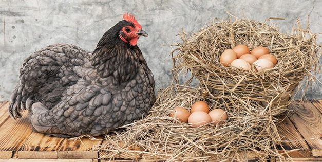 Top 6 Best Egg-Laying Chicken Breeds