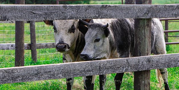 How To Raise Mini Cows For Prepping And SHTF