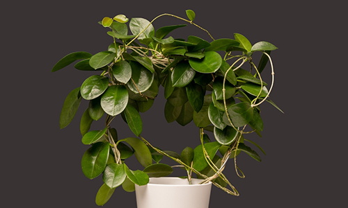 house plants that purify air