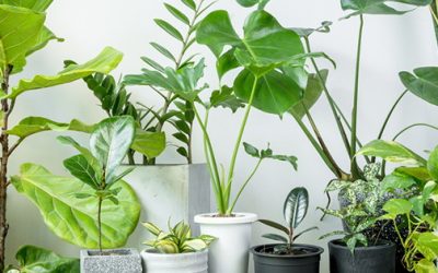10 Houseplants That Purify Your Air