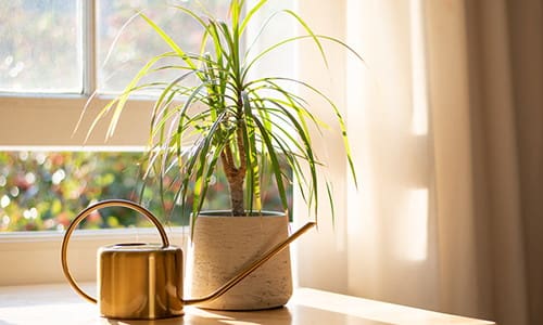 house plants that purify air