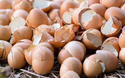 11 Ingenious Uses For Eggshells In Your Garden