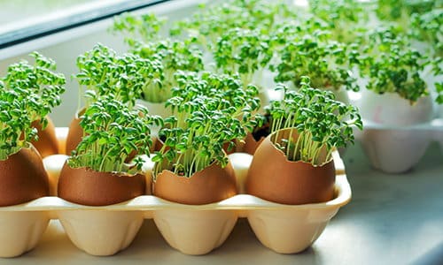 Ingenious Eggshells Uses Pots 