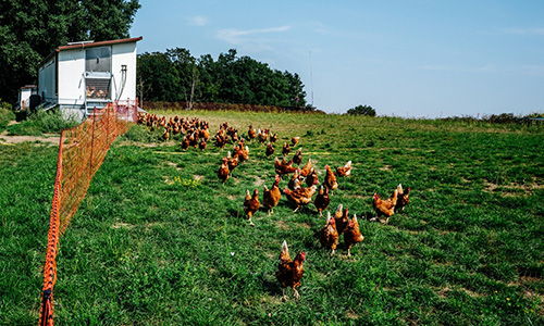 train chickens
