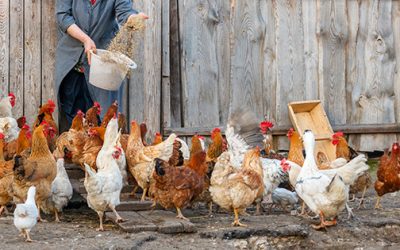 The Best Chicken Breeds for Your Homestead