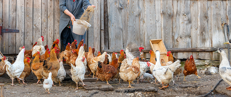 The Best Chicken Breeds for Your Homestead
