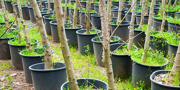 The Best Fruit Trees to Grow in Five Gallon Buckets