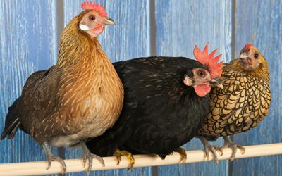 This Is Why You Should Raise Bantam Chicken