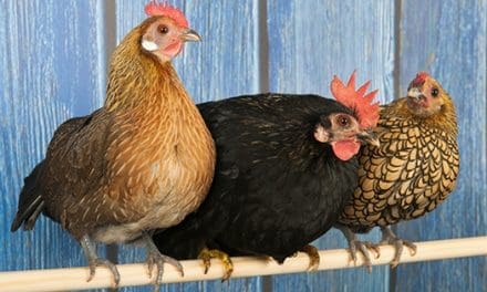 This Is Why You Should Raise Bantam Chicken