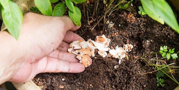 13 Homemade Fertilizers For Your Plants