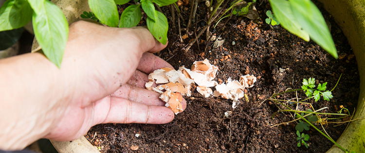 13 Homemade Fertilizers For Your Plants